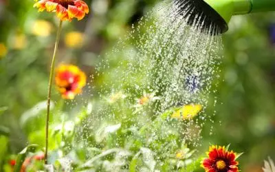 3 Ways to Start Saving Water in Summer Months