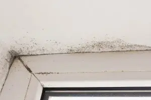signs of mold in your home