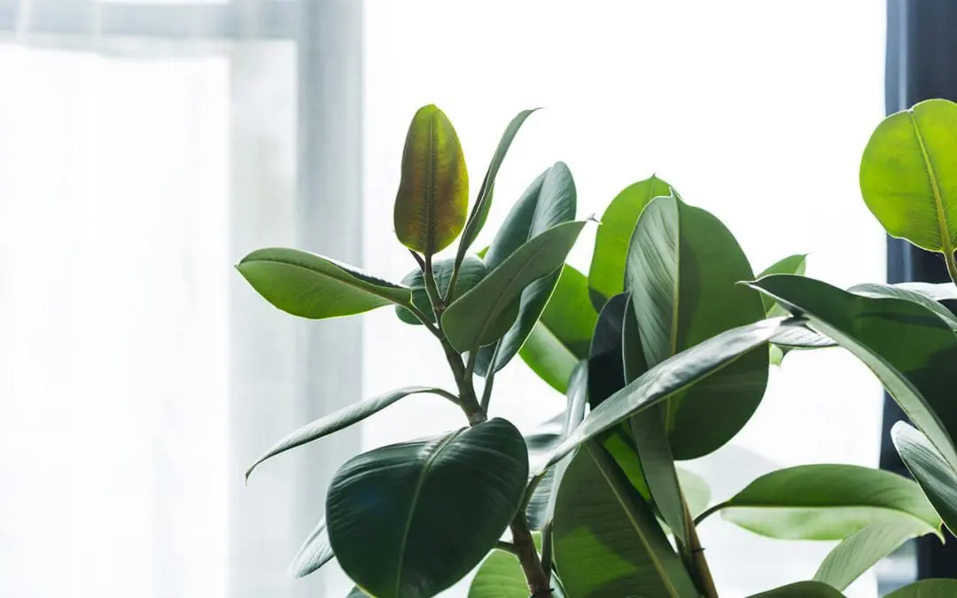 improve indoor air quality