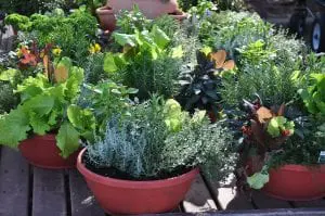container gardening
