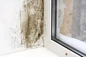 prevent mold in the home