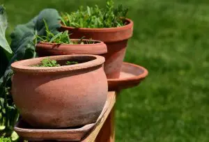 help your garden survive summer