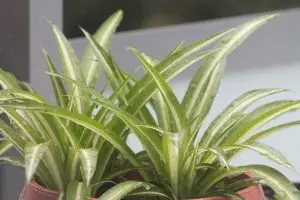 caring for houseplants