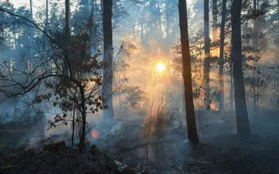 Essential Summer Fire Safety Tips for Californians