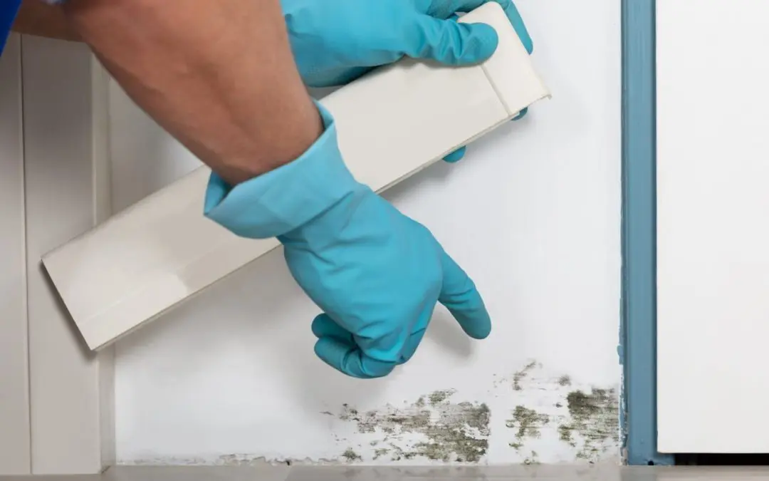 Simple Ways to Control Mold Growth and Protect Your Home