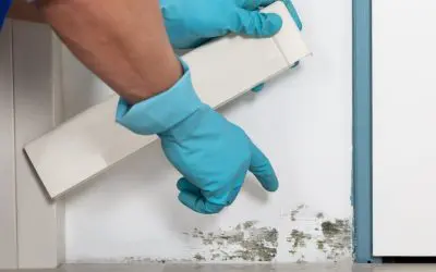 Simple Ways to Control Mold Growth and Protect Your Home