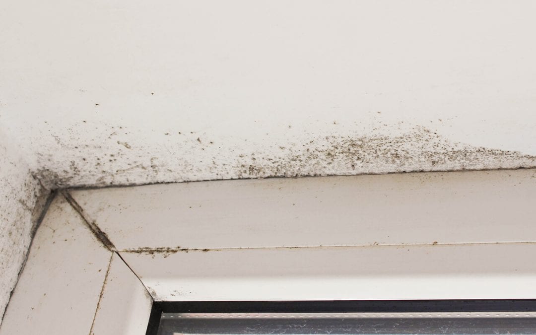 Five Signs Of Mold In Your Home