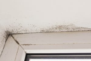 signs of mold in your home