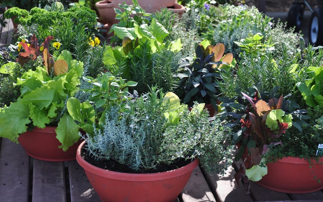 4 Tips For Container Gardening