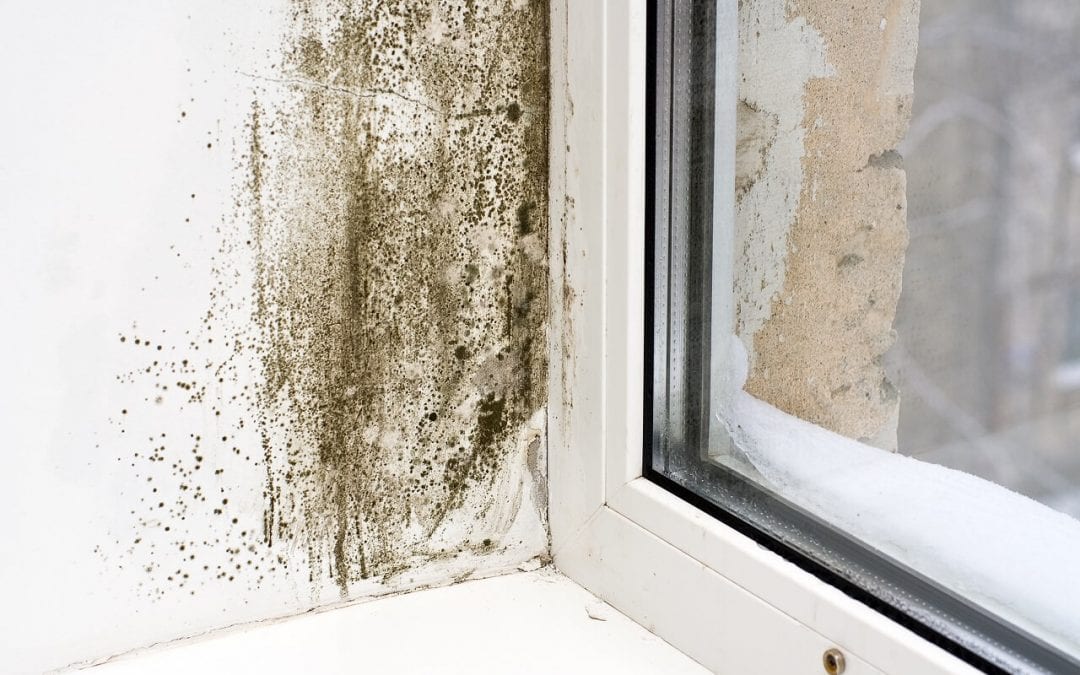5 Ways to Prevent Mold in the Home