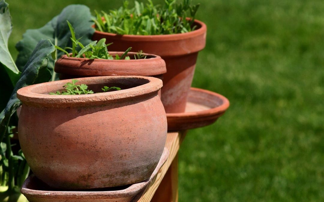 help your garden survive summer