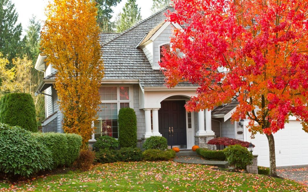 5 Ways to Care for Your Trees in the Fall
