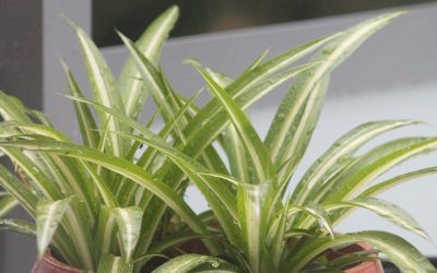 The Joys and Benefits of Caring for Houseplants